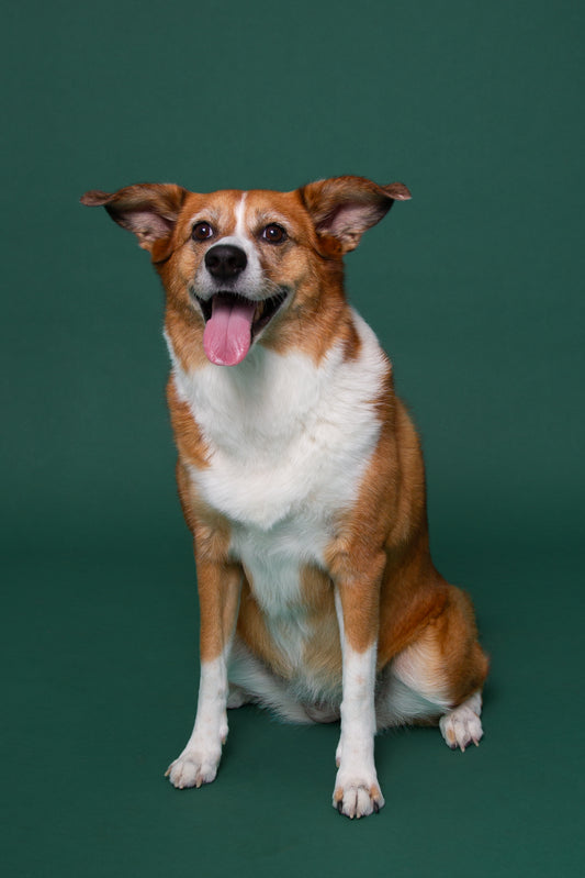 Koirakuvaus/Lemmikkikuvaus